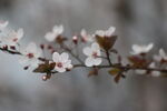 百花