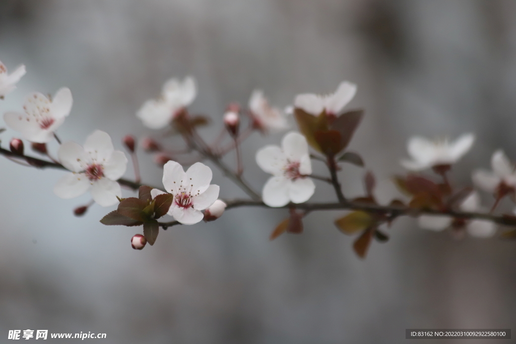 百花