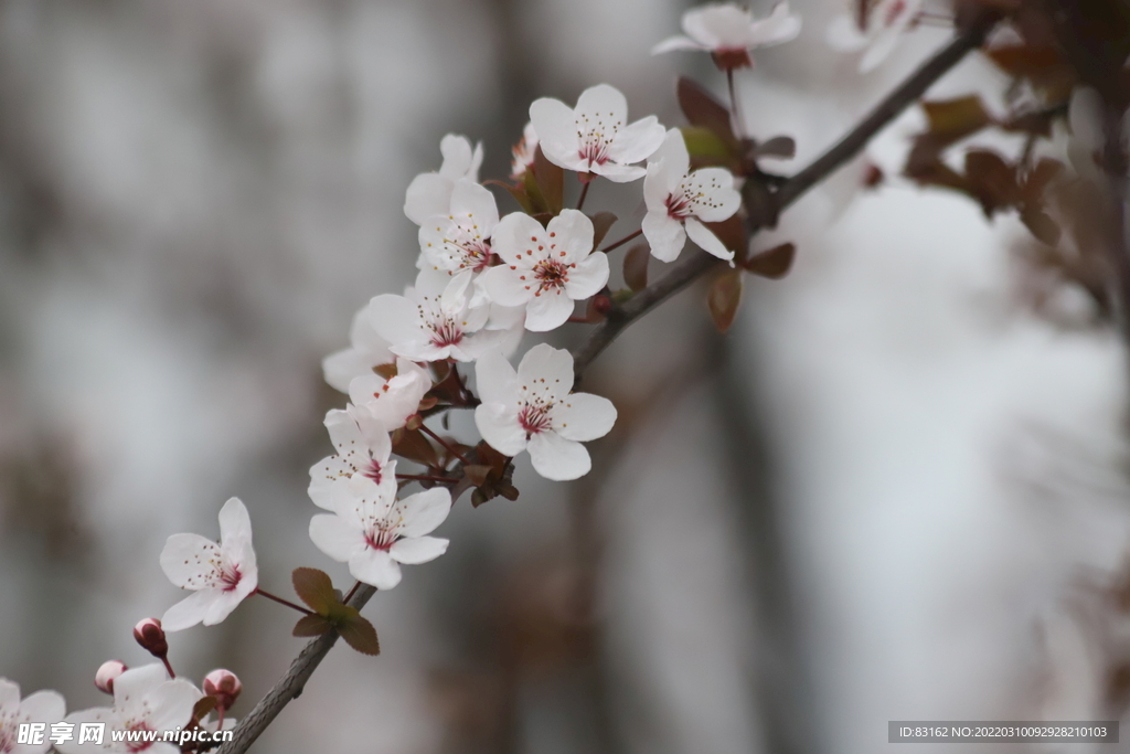 樱花