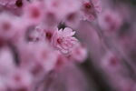 花都谢了