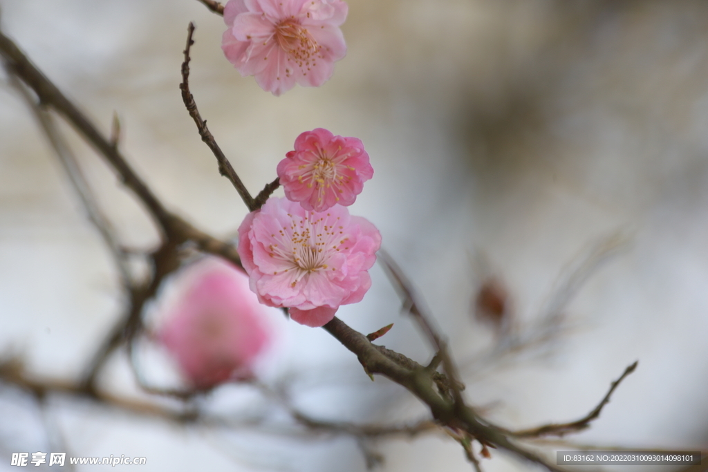 樱花