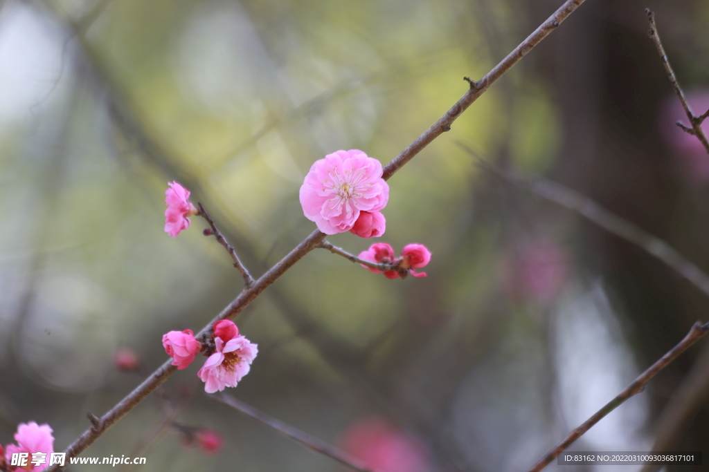 桃花 