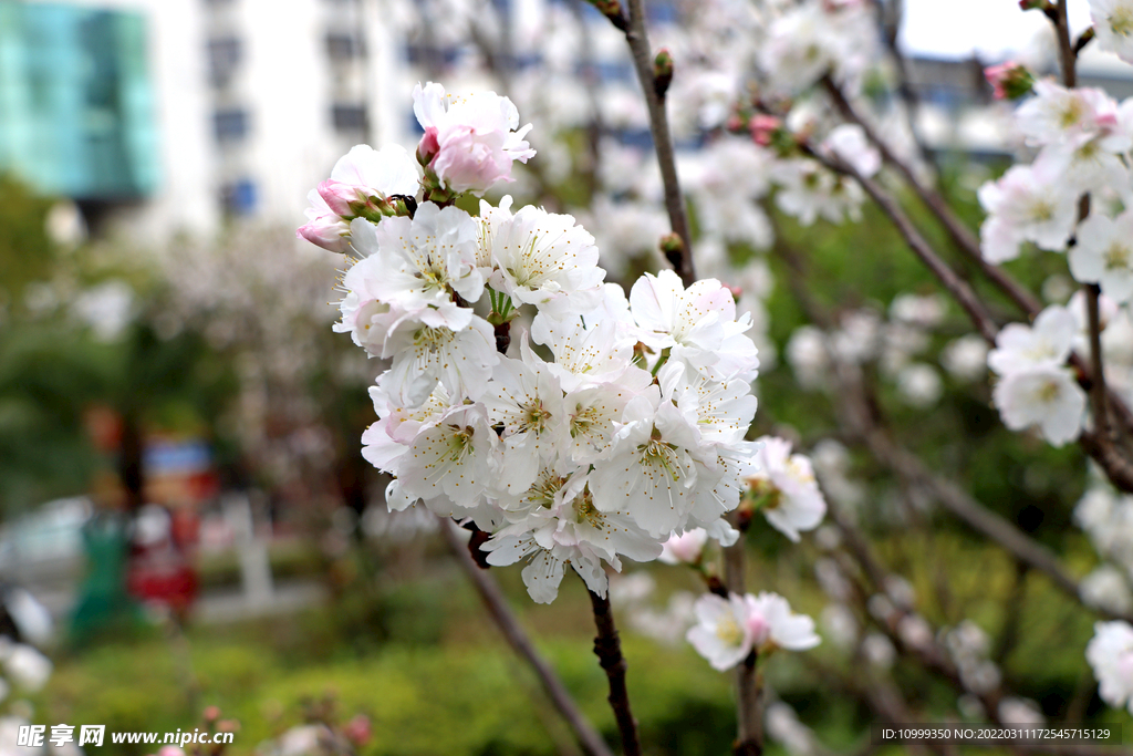 李子花