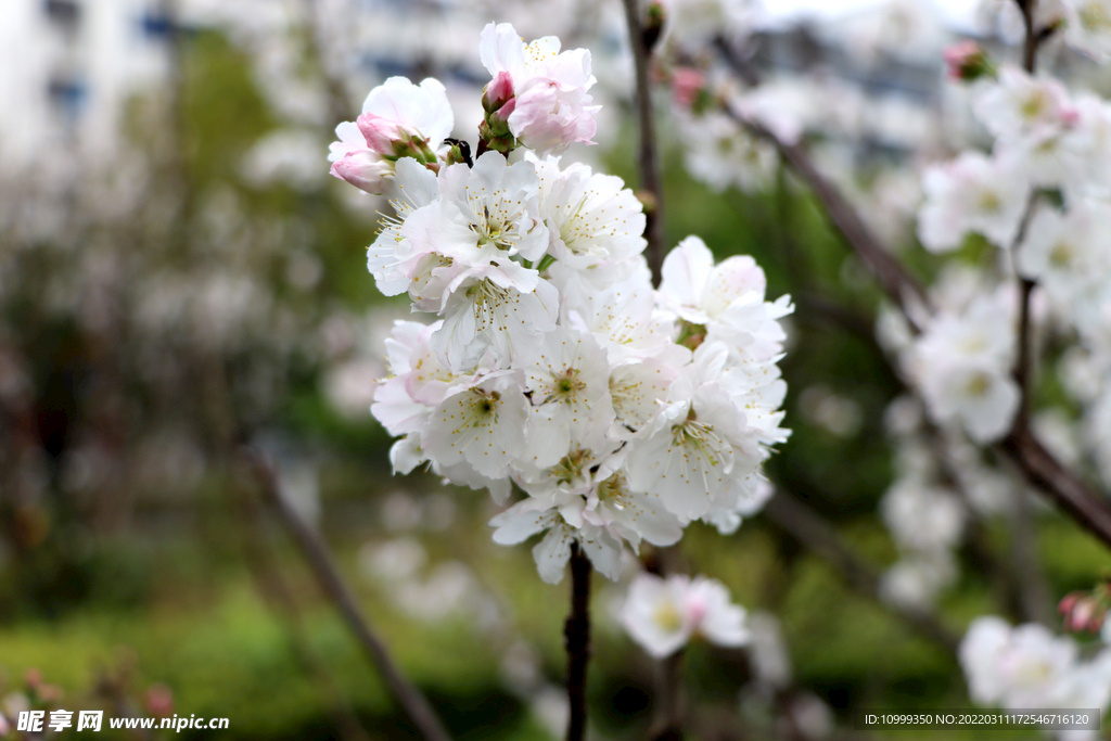 李子花