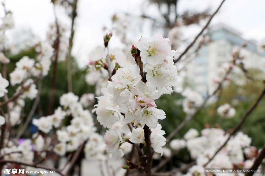 李花盛开