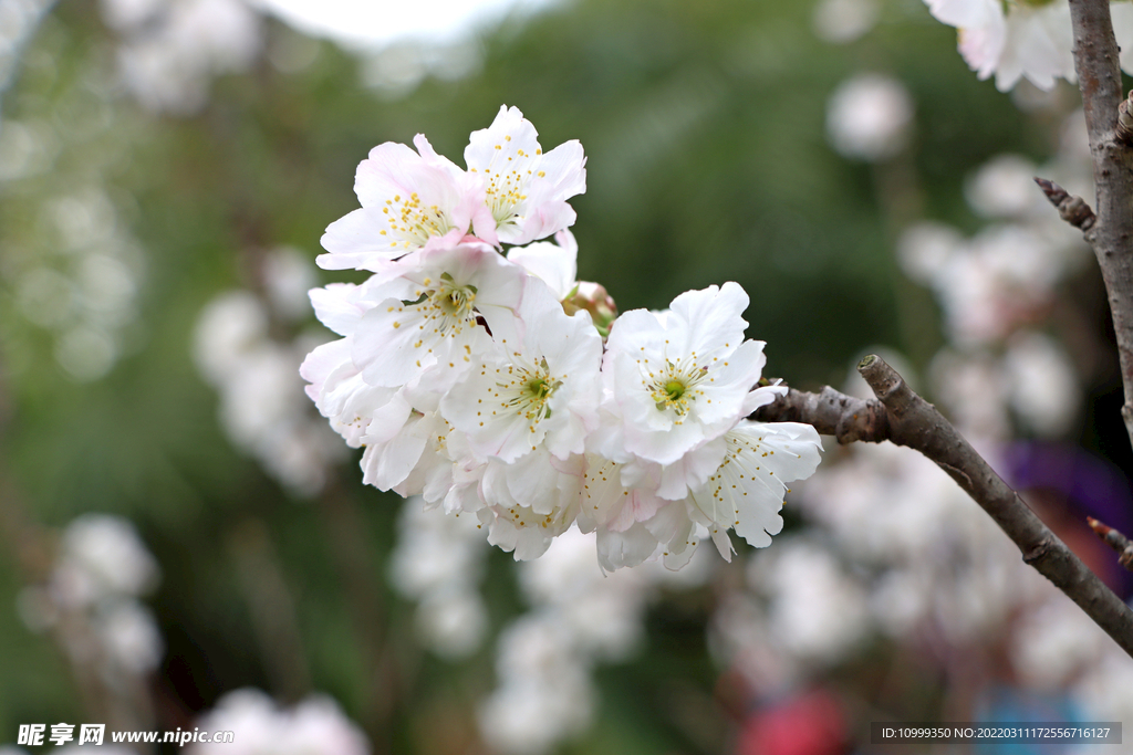 高清李子花