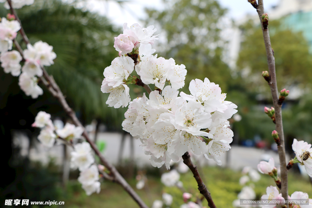 李子花枝