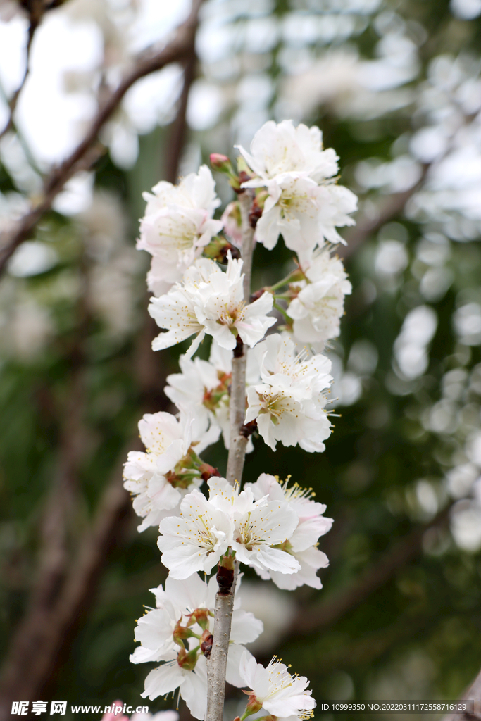 李花枝