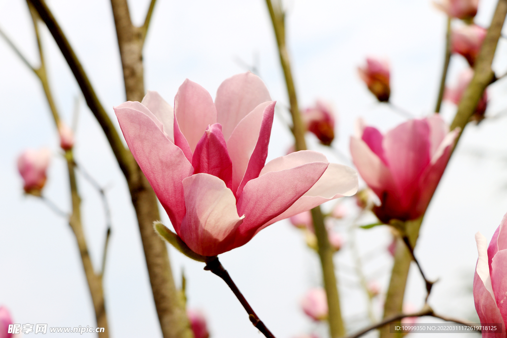 木棉花特写