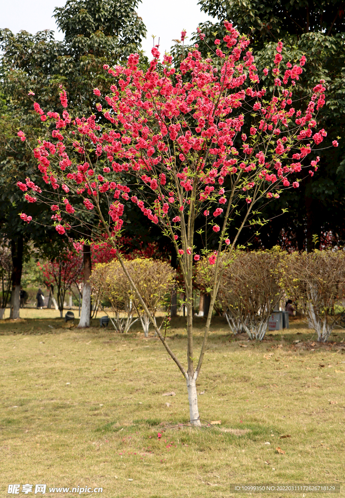 一颗桃花