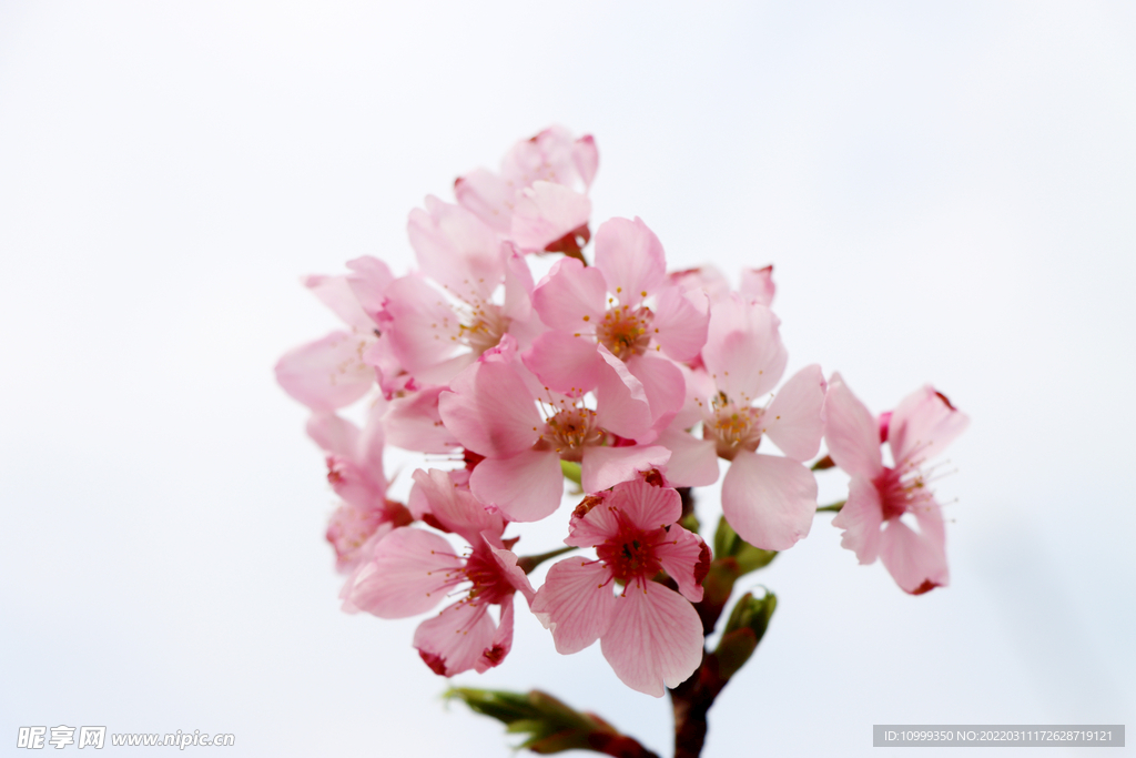 粉色桃花