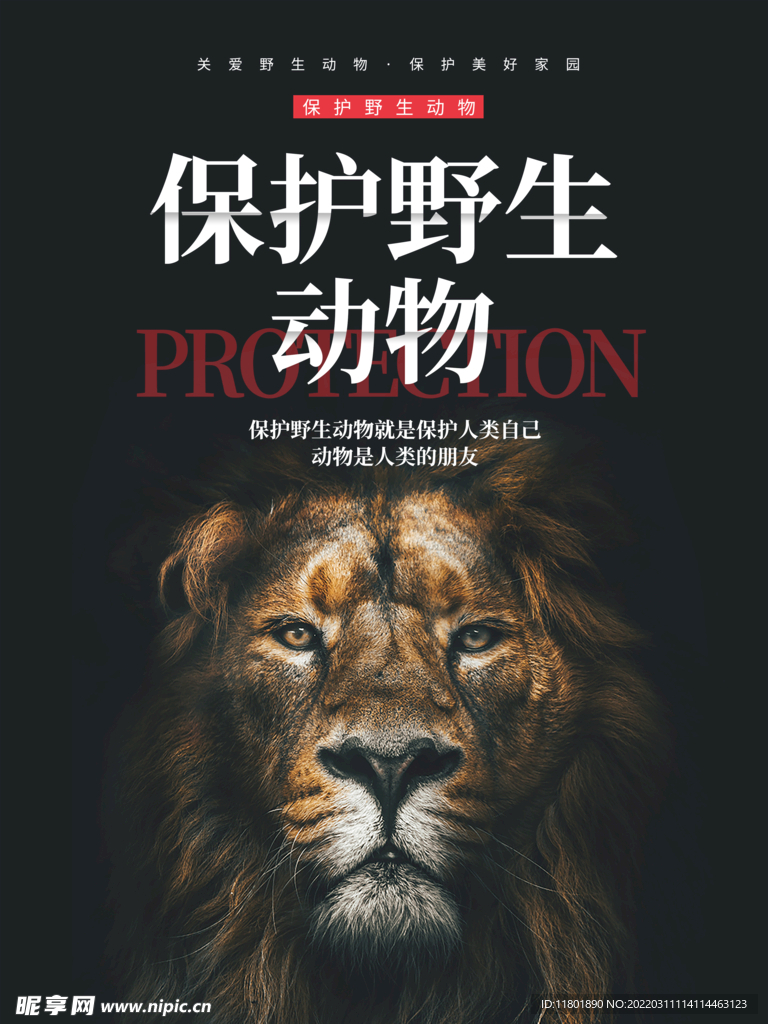 保护野生动物广告海报