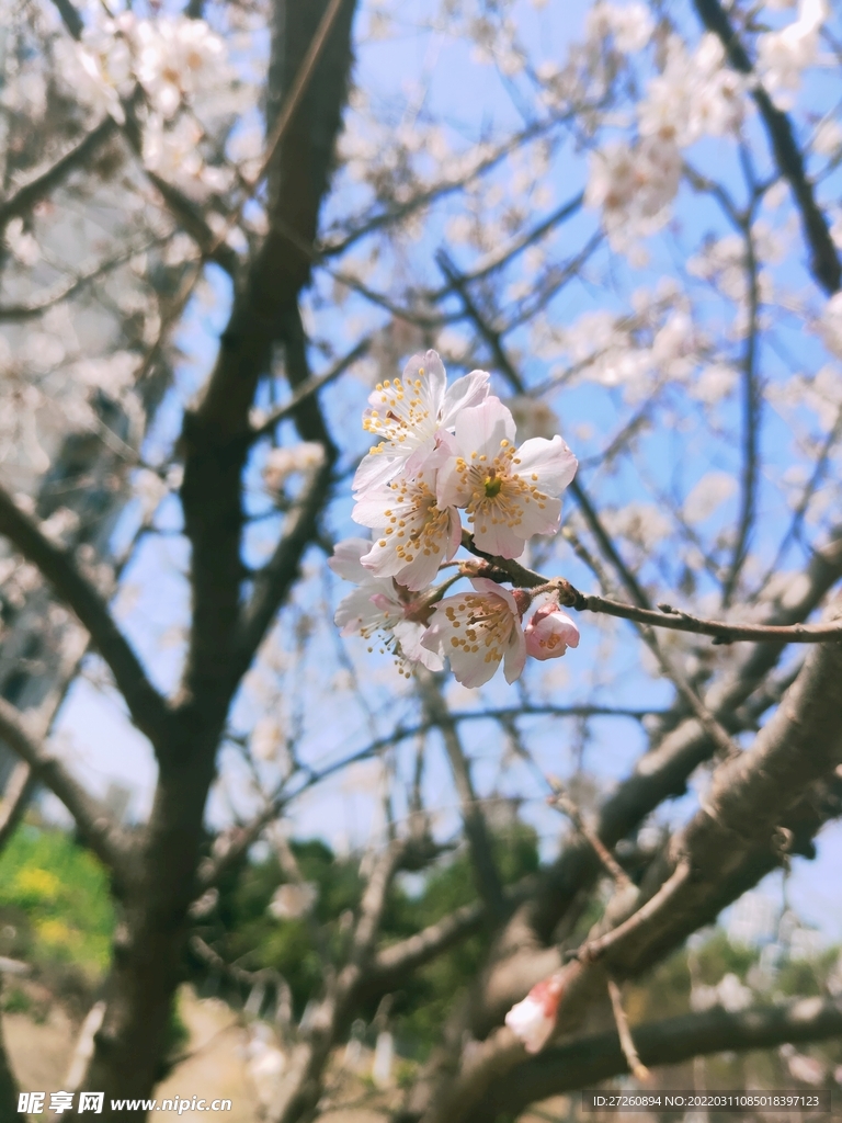  樱花 蓝天 图片 粉色 风景