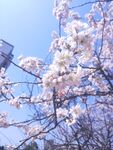  樱花 蓝天 图片 粉色 风景