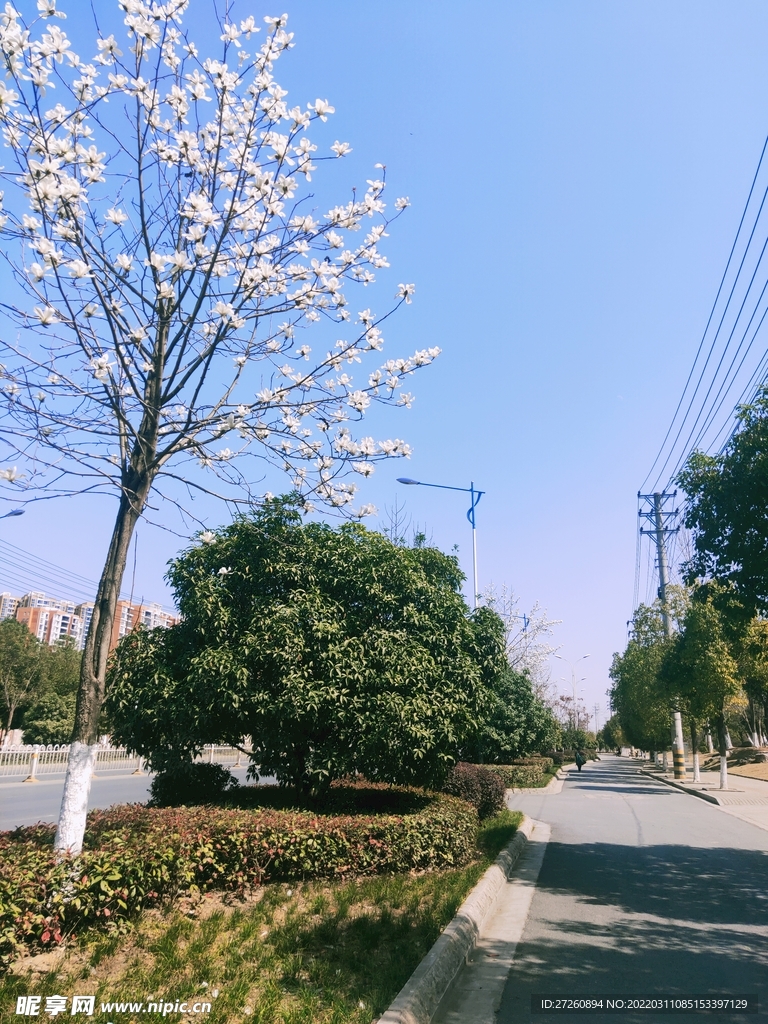 白云兰 花 路灯杆 蓝天 建筑