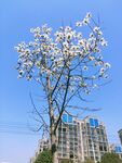 白云兰 花 路灯杆 蓝天 建筑