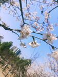  樱花 蓝天 图片 粉色 风景
