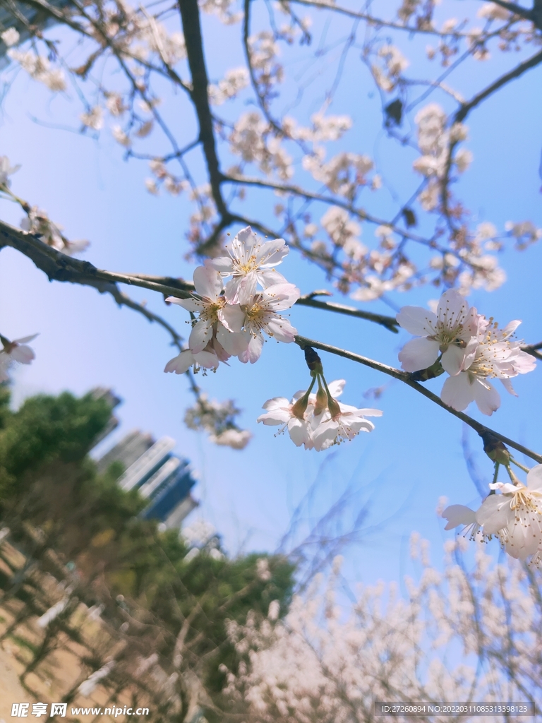  樱花 蓝天 图片 粉色 风景