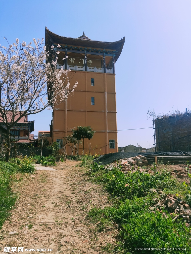  樱花 蓝天 图片 粉色 风景