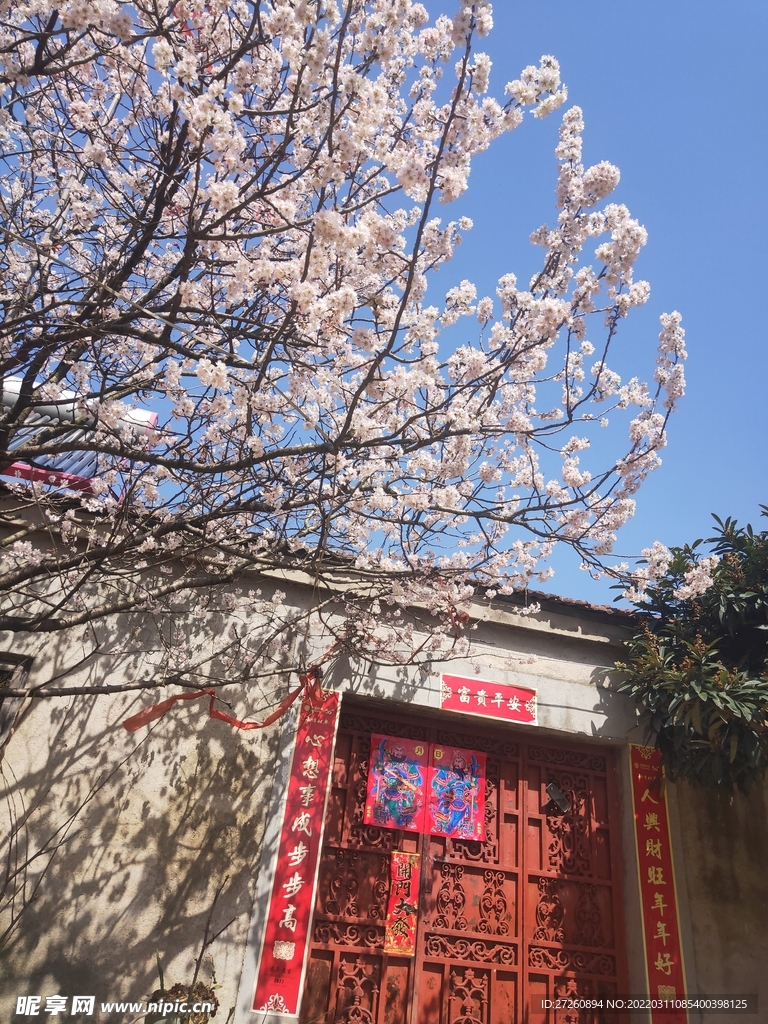  樱花 蓝天 图片 粉色 风景