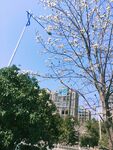 白云兰 花 路灯杆 蓝天 建筑