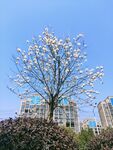 白云兰 花  蓝天 建筑 绿植