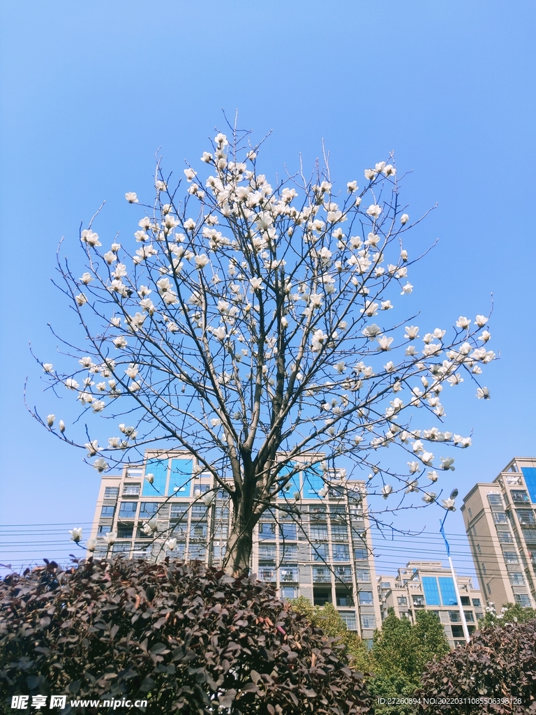 白云兰 花  蓝天 建筑 绿植