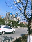 白云兰 花  蓝天 建筑 汽车
