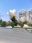 白云兰 花  蓝天 建筑 汽车