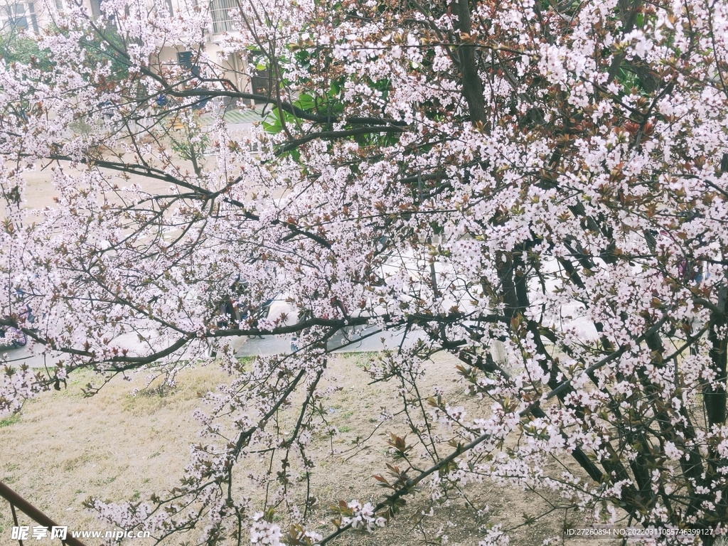 李子花 蓝天 图片 粉色 风景