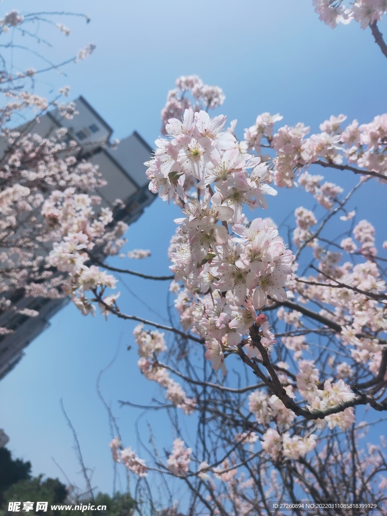 樱花 蓝天 图片 粉色 风景