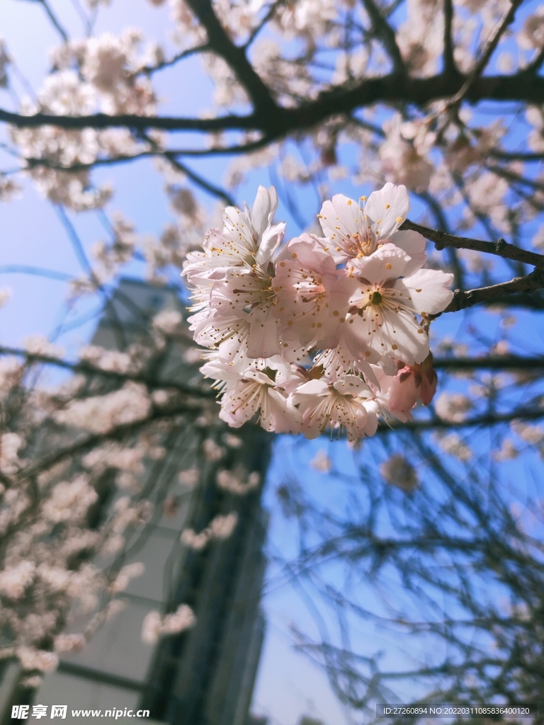 樱花 蓝天 图片 粉色 风景