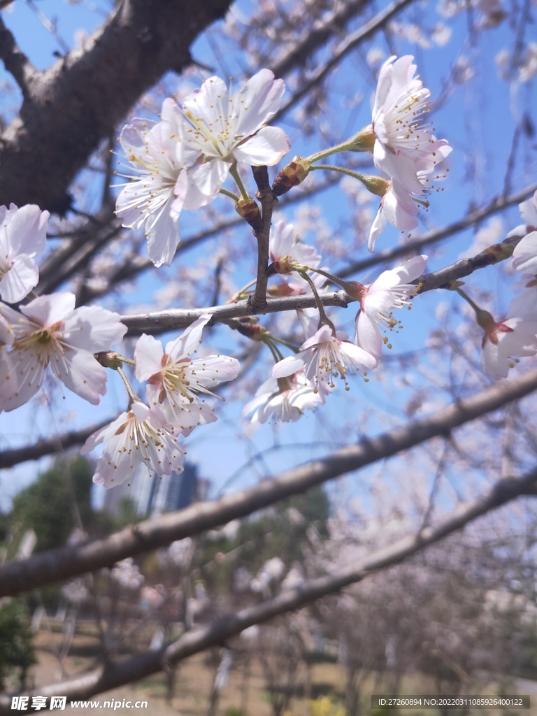 樱花