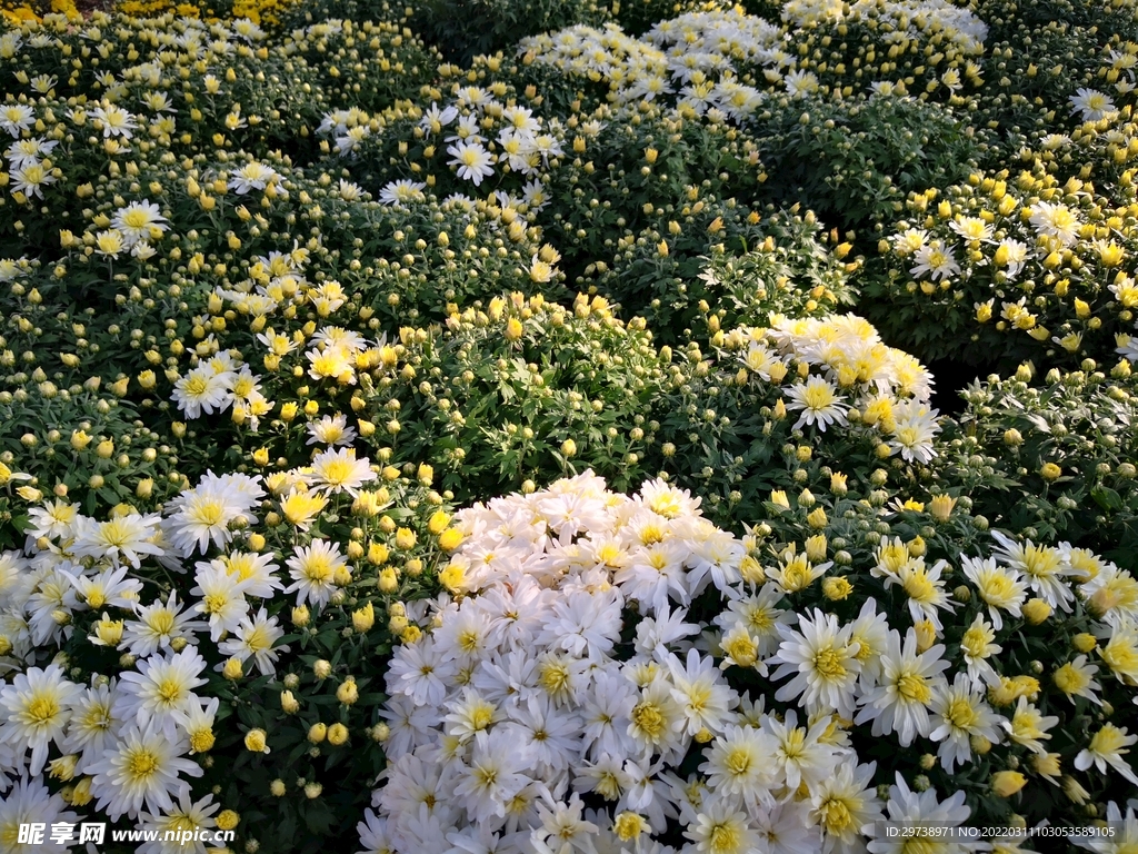白色菊花群