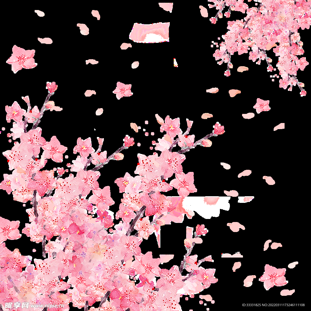 樱花
