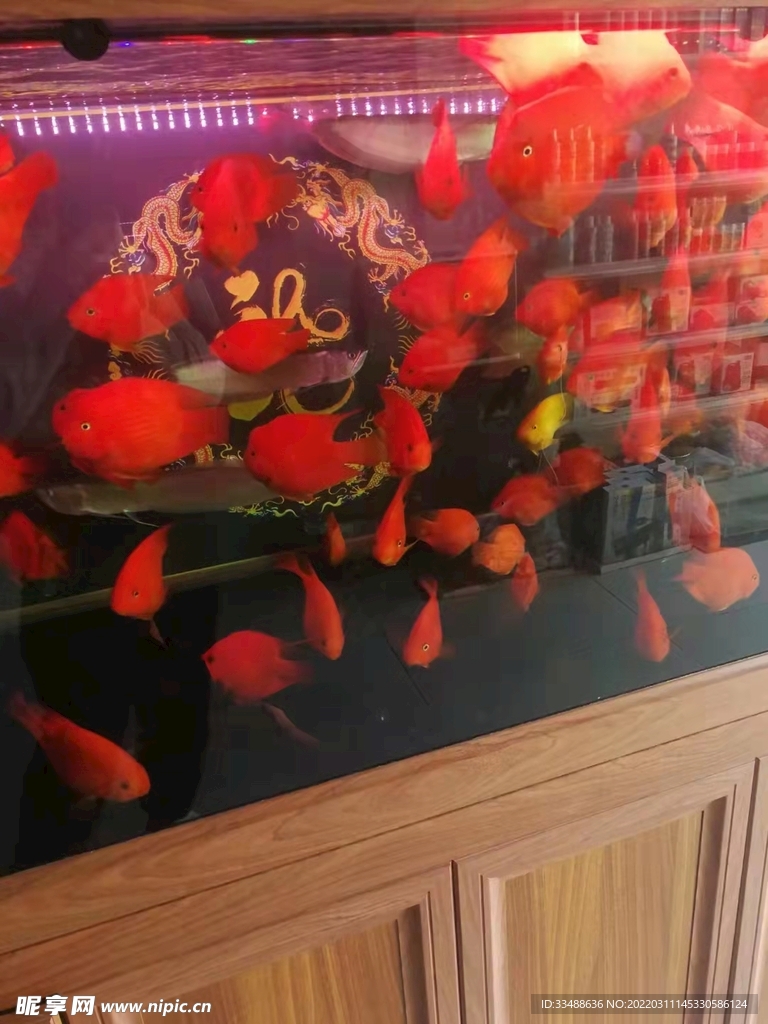 鱼
