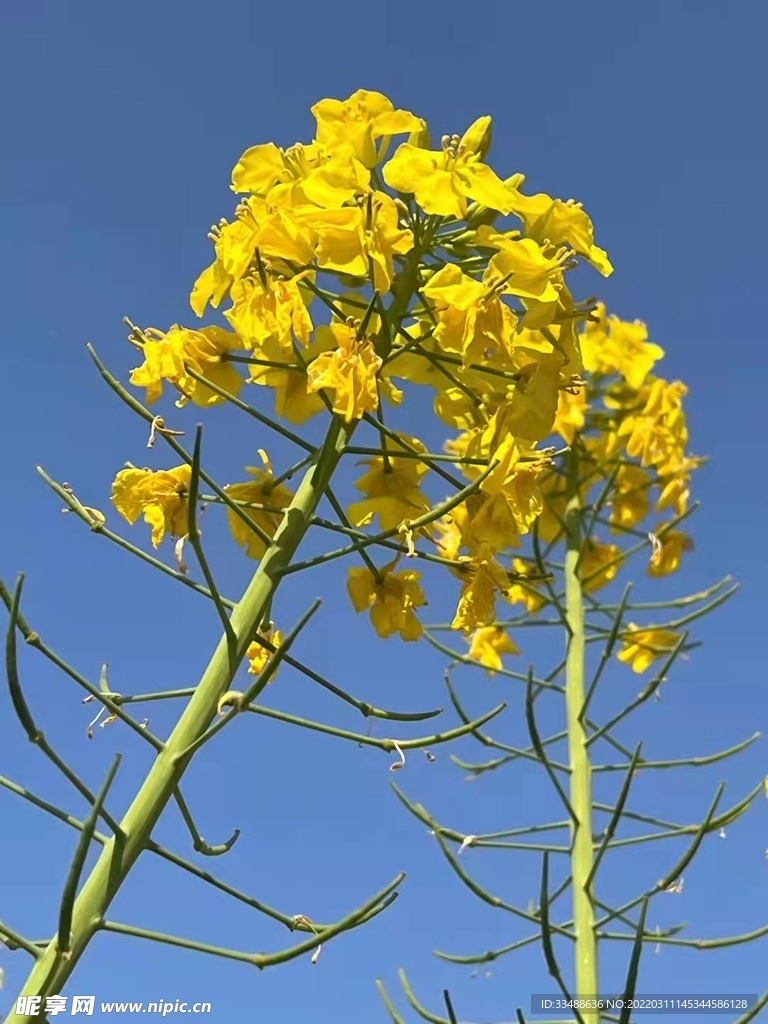 油菜花