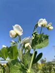 油菜花