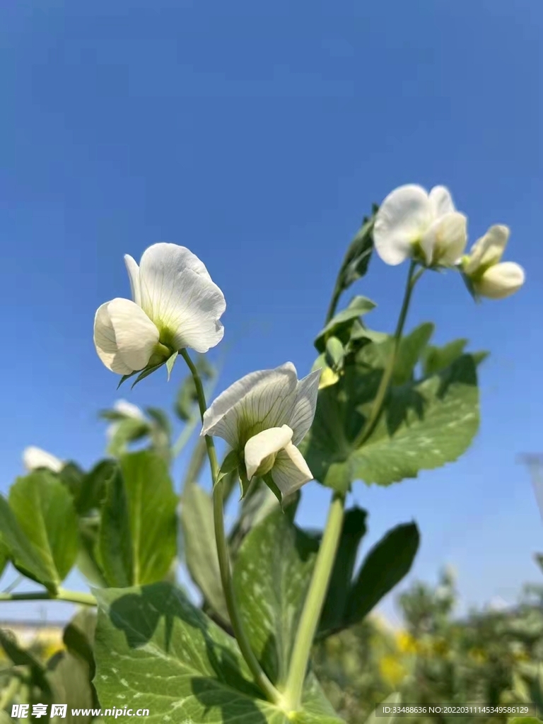 油菜花