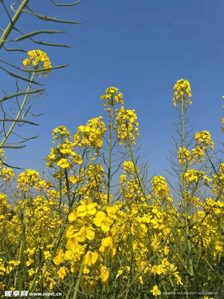 油菜花