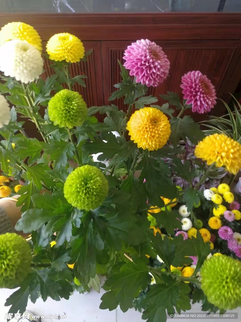 太阳花