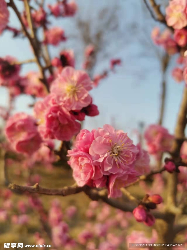 花图片