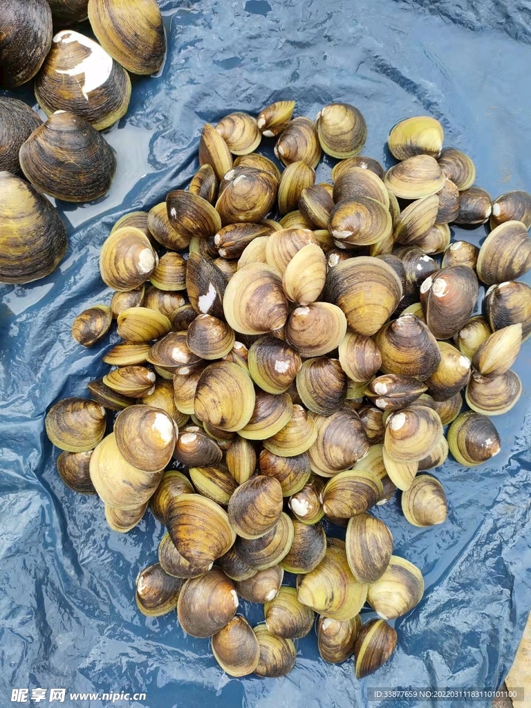 海边的收获