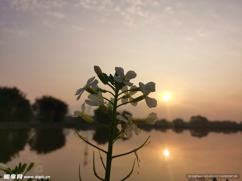 菜花