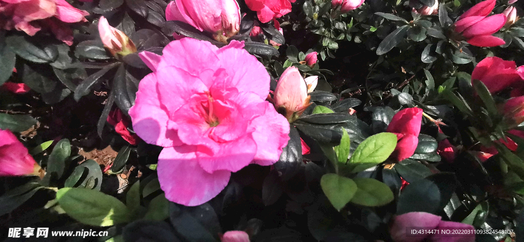 鲜花红色花朵