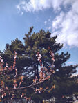 春光