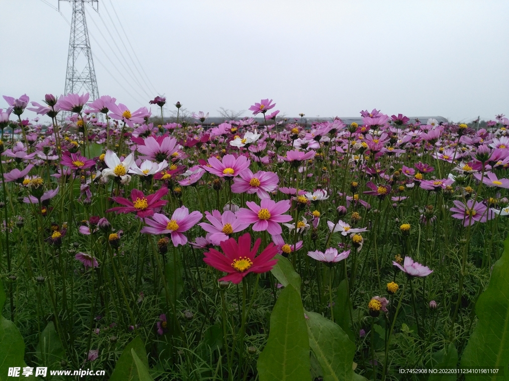 格桑花 