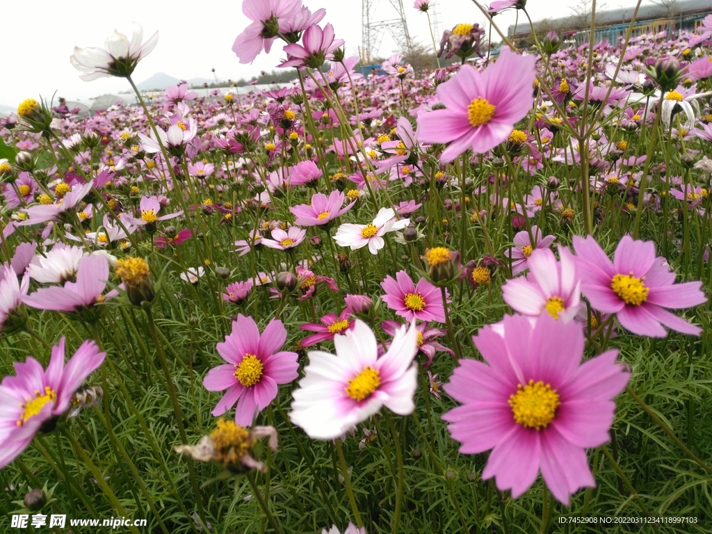 格桑花 