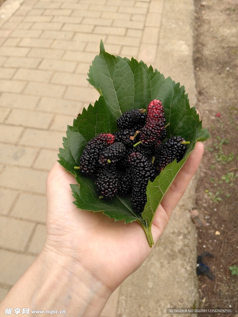 桑椹