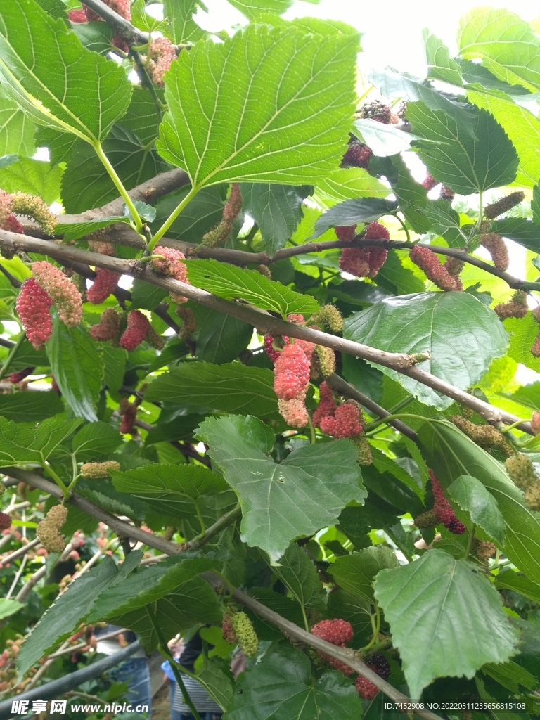 桑椹